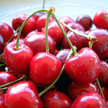 Cherry-Montmorency (sour cherry) | Tree Mobile Toronto