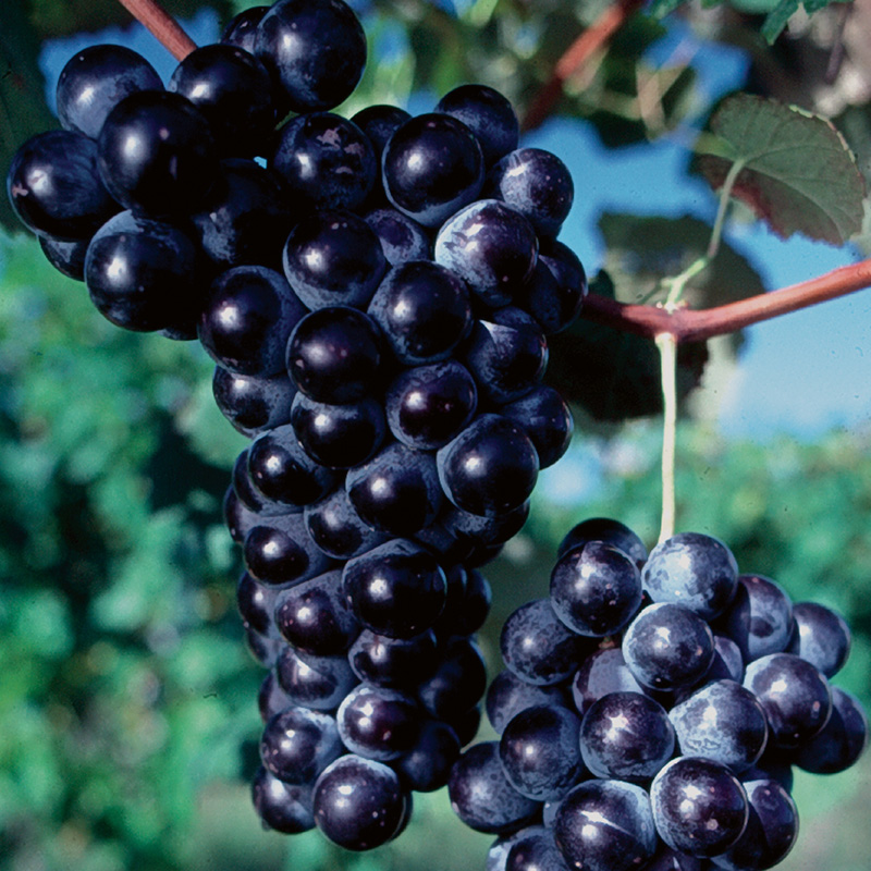 concord grape