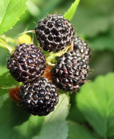 Jewel Black Raspberry Plants For Sale