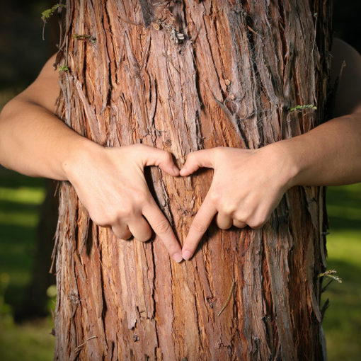 gift-tree-hugger-tree-mobile-toronto