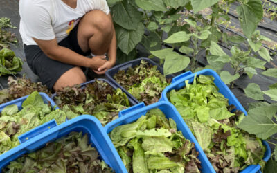 The TreeMobile Edible Community Garden Grant is back for 2024!